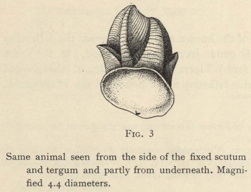 Hoek (1907, fig. 3)