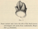 Hoek, P.P.C. (1907). Zoologie: Cirripedia. Résultats du Voyage du S.Y. Belgica en 1897-1898-1899 sous le commandement de A. de Gerlache de Gomery: Rapports Scientifiques (1901-1913). Buschmann: Anvers, Belgium. 9 pp.