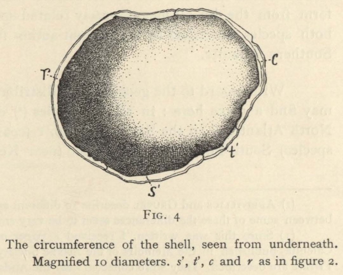Hoek (1907, fig. 4) Hoek (1907, fig. 4)