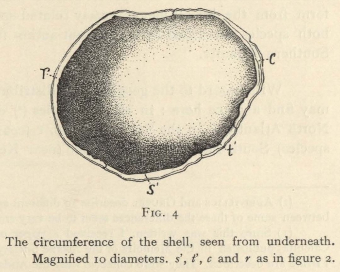 Hoek (1907, fig. 4)