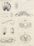 Pelseneer, P. (1903). Zoologie: Mollusques (Amphineures, Gastropodes et Lamellibranches). Résultats du Voyage du S.Y. Belgica en 1897-1898-1899 sous le commandement de A. de Gerlache de Gomery: Rapports Scientifiques (1901-1913). Busc