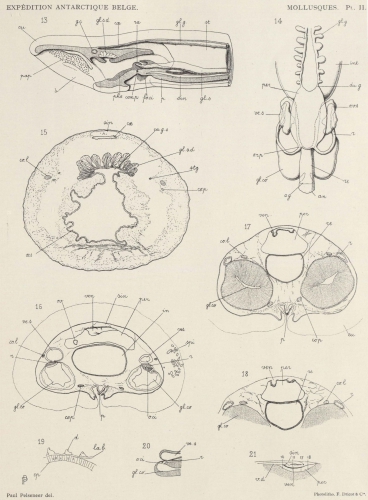 Pelseneer (1903, pl. 2)