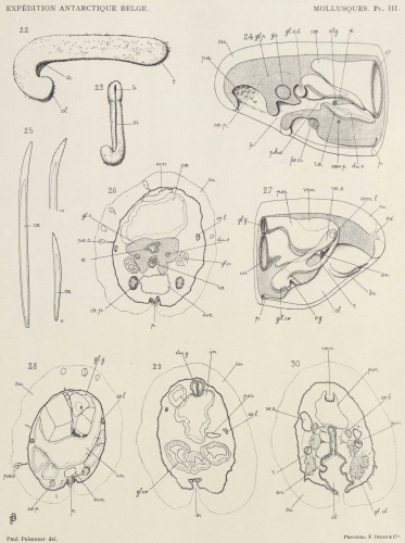 Pelseneer (1903, pl. 3)