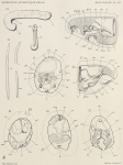 Pelseneer, P. (1903). Zoologie: Mollusques (Amphineures, Gastropodes et Lamellibranches). Résultats du Voyage du S.Y. Belgica en 1897-1898-1899 sous le commandement de A. de Gerlache de Gomery: Rapports Scientifiques (1901-1913). Busc