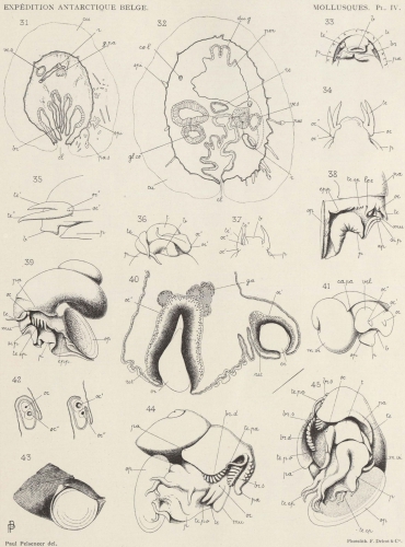 Pelseneer (1903, pl. 4) Pelseneer (1903, pl. 4)
