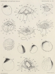 Pelseneer, P. (1903). Zoologie: Mollusques (Amphineures, Gastropodes et Lamellibranches). Résultats du Voyage du S.Y. Belgica en 1897-1898-1899 sous le commandement de A. de Gerlache de Gomery: Rapports Scientifiques (1901-1913). Busc