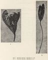 Crinoidea (sea lilies and feather stars)