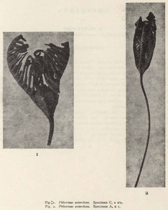 Dilwyn John (1937, fig. 1) Dilwyn John (1937, fig. 1)
