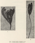 <B>Dilwyn John, D.</B> (1937). Zoology: Crinoidea. Résultats du Voyage de la Belgica en 1897-1899 sous le commandement de A. de Gerlache de Gomery: Rapports Scientifiques (1926-1940). Buschmann: Anvers, Belgium. 10 pp.