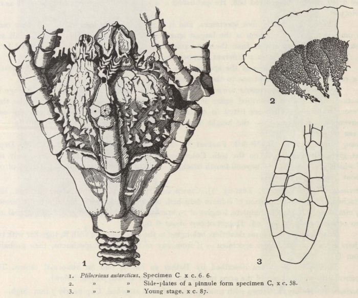 Dilwyn John (1937, fig. 2) Dilwyn John (1937, fig. 2)