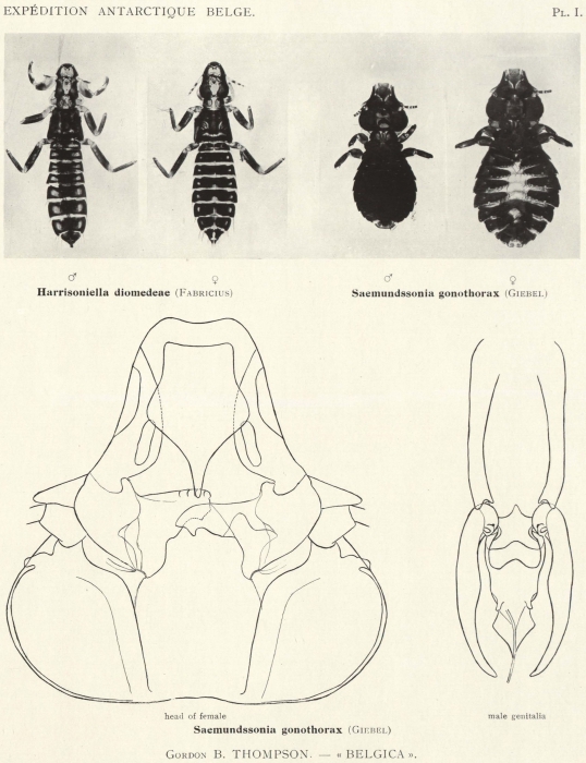 Thompson (1938, pl. 1) Thompson (1938, pl. 1)