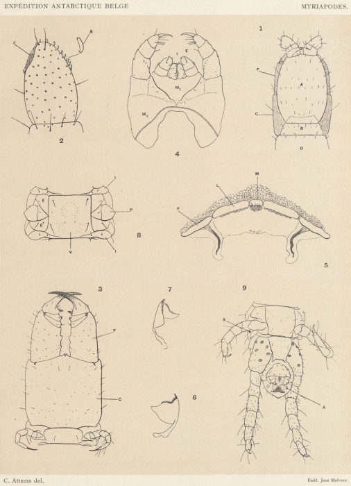 Attems (1902, pl. 1) Attems (1902, pl. 1)