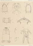 <B>Attems, C.</B> (1902). Zoologie: Myriapodes. Résultats du Voyage du S.Y. Belgica en 1897-1898-1899 sous le commandement de A. de Gerlache de Gomery: Rapports Scientifiques (1901-1913). Buschmann: Anvers, Belgium. 5, I plate pp.