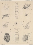 <B>Willem, V.</B> (1902). Zoologie: Collemboles. Résultats du Voyage du S.Y. Belgica en 1897-1898-1899 sous le commandement de A. de Gerlache de Gomery: Rapports Scientifiques (1901-1913). Buschmann: Anvers. 19, IV plates pp.