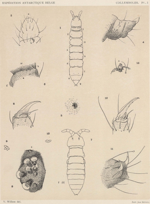 Willem (1902, pl. 1) Willem (1902, pl. 1)