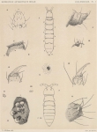 Willem, V. (1902). Zoologie: Collemboles. Résultats du Voyage du S.Y. Belgica en 1897-1898-1899 sous le commandement de A. de Gerlache de Gomery: Rapports Scientifiques (1901-1913). Buschmann: Anvers. 19, IV plates pp.