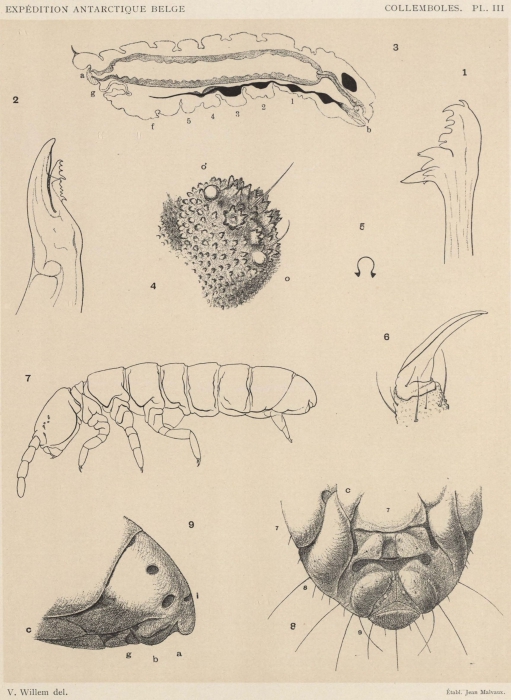 Willem (1902, pl. 3) Willem (1902, pl. 3)