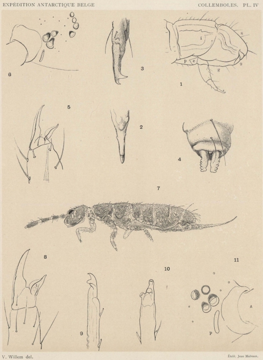 Willem (1902, pl. 4) Willem (1902, pl. 4)