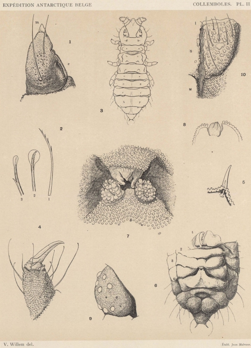 Willem (1902, pl. 2) Willem (1902, pl. 2)