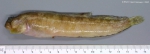 Actinopterygii