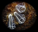 Clavelina lepadiformis, author: Toni Albite Clavelina lepadiformis, author: Toni Albite