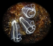 Clavelina lepadiformis