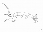 Paracaprella pusilla 
