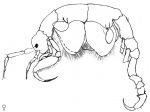 Paracaprella pusilla 