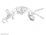Paracaprella pusilla 