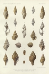 Dautzenberg, Ph.; Fischer, H. (1906). Mollusques provenant des dragages effectués à l'ouest de l'Afrique pendant les campagnes scientifiques de S.A.S. le Prince de Monaco. Résultats des Campagnes Scientifiques Accomplies sur son Yacht par Albert