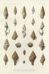 <B>Dautzenberg, Ph.; Fischer, H.</B> (1906). Mollusques provenant des dragages effectués à l'ouest de l'Afrique pendant les campagnes scientifiques de S.A.S. le Prince de Monaco. Résultats des Campagnes Scientifiques Accomplies sur son Yacht par Albert