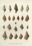 Dautzenberg, Ph.; Fischer, H. (1906). Mollusques provenant des dragages effectués à l'ouest de l'Afrique pendant les campagnes scientifiques de S.A.S. le Prince de Monaco. Résultats des Campagnes Scientifiques Accomplies sur son Yacht par Albert