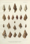 <B>Dautzenberg, Ph.; Fischer, H.</B> (1906). Mollusques provenant des dragages effectués à l'ouest de l'Afrique pendant les campagnes scientifiques de S.A.S. le Prince de Monaco. Résultats des Campagnes Scientifiques Accomplies sur son Yacht par Albert