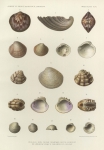 <B>Dautzenberg, Ph.; Fischer, H.</B> (1906). Mollusques provenant des dragages effectués à l'ouest de l'Afrique pendant les campagnes scientifiques de S.A.S. le Prince de Monaco. Résultats des Campagnes Scientifiques Accomplies sur son Yacht par Albert