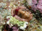Polyplacophora