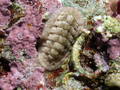 Polyplacophora