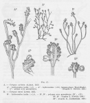 Leloup, E. (1952). Coelentérés. Faune de Belgique. Institut royal des Sciences naturelles de Belgique: Brussel. 283 pp.