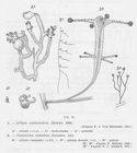 Syncoryne pusilla – van Beneden, 1844