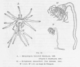 Leloup (1952, fig. 50)