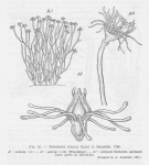 Leloup, E. (1952). Coelentérés. Faune de Belgique. Institut royal des Sciences naturelles de Belgique: Brussel. 283 pp.