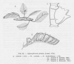 Hydrozoa