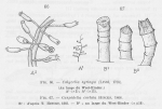 Hydrozoa