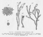 Leloup, E. (1952). Coelentérés. Faune de Belgique. Institut royal des Sciences naturelles de Belgique: Brussel. 283 pp.