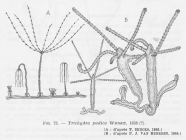 Leloup (1952, fig. 73)