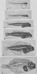 Verbrugghe (1923, fig. 13)