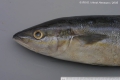 Pisces (fish)