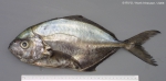 Perciformes