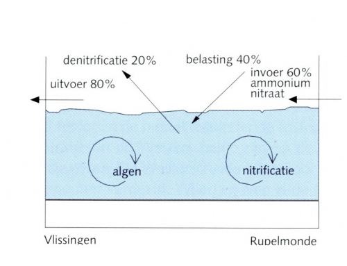 Stikstofbalans opgeloste componenten (Westerschelde)