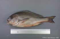 Plectorhinchus mediterraneus (Guichenot, 1850) 