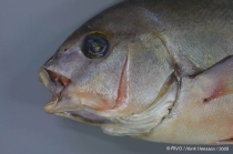 Plectorhinchus mediterraneus (Guichenot, 1850) 